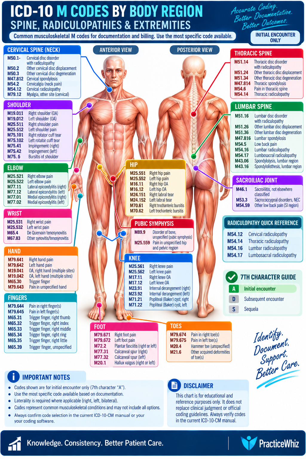 ICD-10 M codes by body region for the spine, radiculopathies and extremities.
